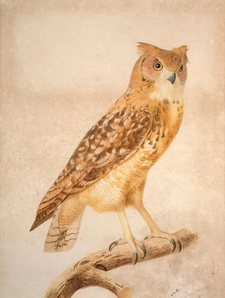 Jacques Barraband - The Pharaoh eagleowl.webp