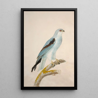 Jacques Barraband - White swallowtailed kite.webp