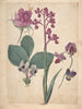 a study sheet of flowers: a rose, a pansy, a sweet pea, a garden pea, and a loose-flowered orchid - Jacques Le Moyne de Morgues — artwork view