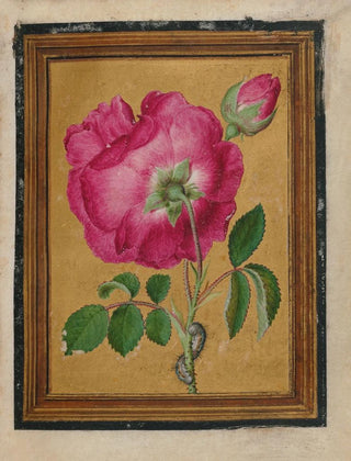 Jacques Le Moyne de Morgues - Paintings of Flowers Butterflies and Insects Pl3.webp