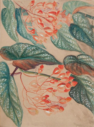 Jadwiga Gazowska - Begonie.webp
