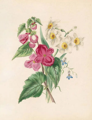 James Ackerman - Bignonia Martiana Narcissus And Blue Lobelia.webp