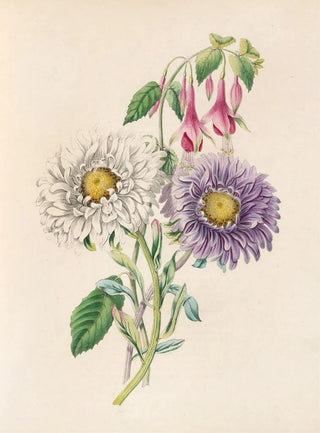 James Ackerman - ChinaAster And Fuchsia.webp