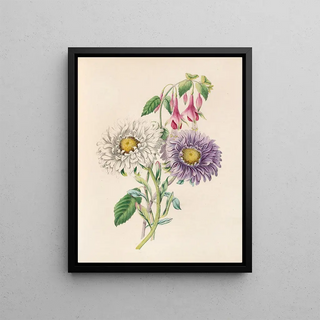 James Ackerman - ChinaAster And Fuchsia.webp