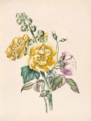 James Ackerman - Hollyhock And China Rose.webp