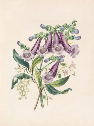 James Ackerman - Jacaranda Tormantosa And Arbutus.webp
