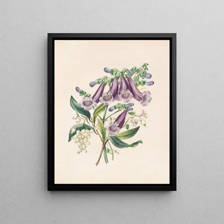 James Ackerman - Jacaranda Tormantosa And Arbutus.webp