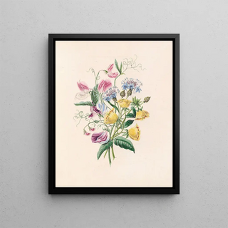 James Ackerman - Sweet Pea Bluebottle Centaury And Evening Primrose.webp