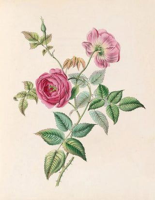 James Ackerman - The Rose.webp