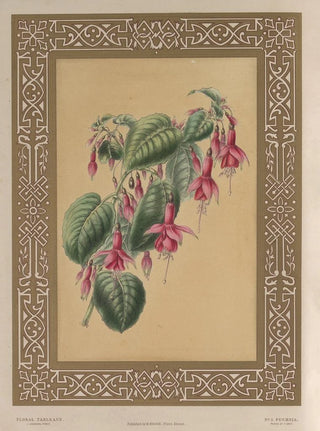 James Andrews - The Fuchsia.webp
