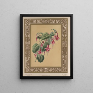 James Andrews - The Fuchsia.webp