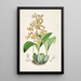 A monograph of Odontoglossum Pl03 - James Bateman — framed artwork on a wall