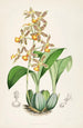 A monograph of Odontoglossum Pl03 - James Bateman — artwork view