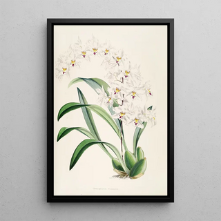 James Bateman - A monograph of Odontoglossum Pl04.webp