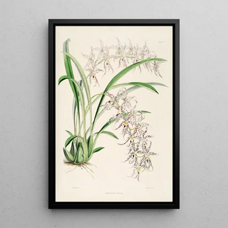 James Bateman - A monograph of Odontoglossum Pl08.webp