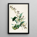 A monograph of Odontoglossum Pl14 - James Bateman — framed artwork on a wall