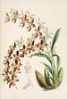 Una monografía de Odontoglossum Pl16 - James Bateman — vista de la obra