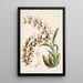 Una monografía de Odontoglossum Pl16 - James Bateman — cuadro enmarcado en la pared