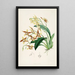 Una monografía de Odontoglossum Pl19 - James Bateman — cuadro enmarcado en la pared