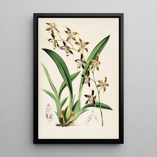 James Bateman - A monograph of Odontoglossum Pl20.webp