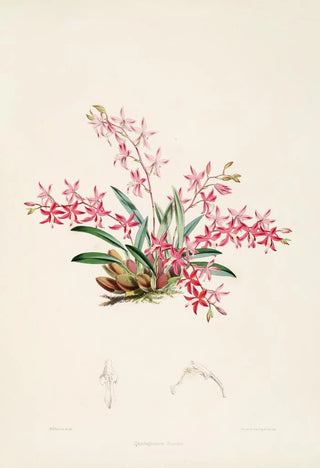 James Bateman - A monograph of Odontoglossum Pl21.webp
