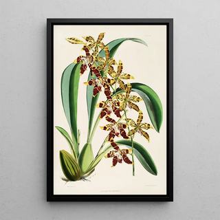 James Bateman - A monograph of Odontoglossum Pl22.webp