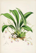 A monograph of Odontoglossum Pl23 - James Bateman — artwork view