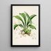 A monograph of Odontoglossum Pl23 - James Bateman — framed artwork on a wall