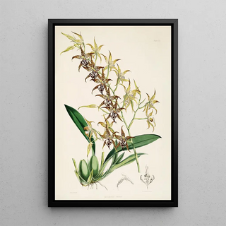 James Bateman - A monograph of Odontoglossum Pl24.webp