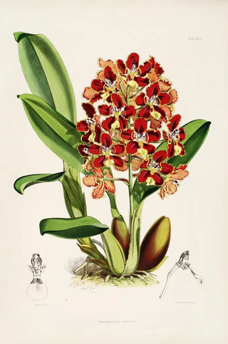 James Bateman - A monograph of Odontoglossum Pl26.webp