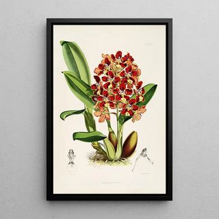 James Bateman - A monograph of Odontoglossum Pl26.webp