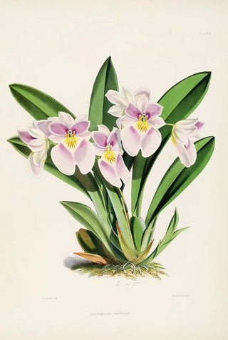 James Bateman - A monograph of Odontoglossum Pl28.webp