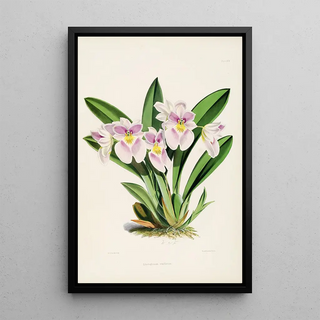 James Bateman - A monograph of Odontoglossum Pl28.webp