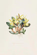 Brasavola Glauca - James Bateman — vista de la obra