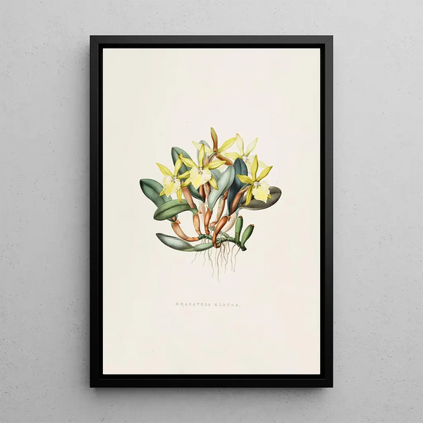 James Bateman - Brasavola Glauca.webp
