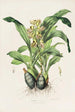Catasetum Maculatum - James Bateman — vista de la obra