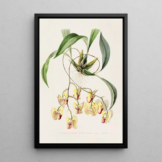 James Bateman - Coryanthes Speciosa.webp