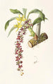 Cycnoches Egertonianum - James Bateman — vista de la obra