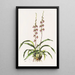 Cyrtochilum Bictoniense - James Bateman — framed artwork on a wall