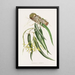 Epidendrum Aloifolium - James Bateman — cuadro enmarcado en la pared