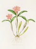 Épidendrum aurantiacum - James Bateman — artwork view