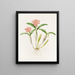 Épidendrum aurantiacum - James Bateman — framed artwork on a wall