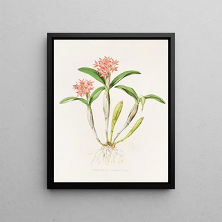 James Bateman - Epidendrum Aurantiacum.webp