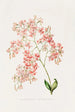 Epidendrum Erubescens - James Bateman — vista de la obra