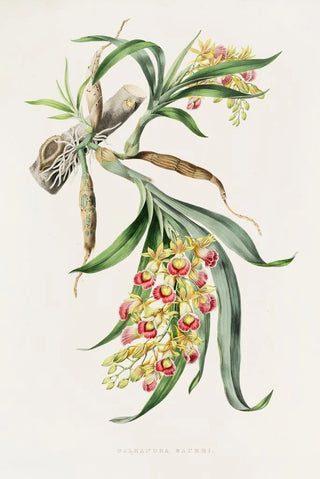 James Bateman - Galeandra Baueri.webp