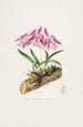 Laelia Majalis - James Bateman — vista de la obra