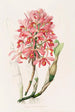 Laelia Superbiens - James Bateman — vista de la obra