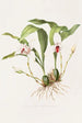 Maxillaria Skinneri - James Bateman | Cuadro — vista de la obra