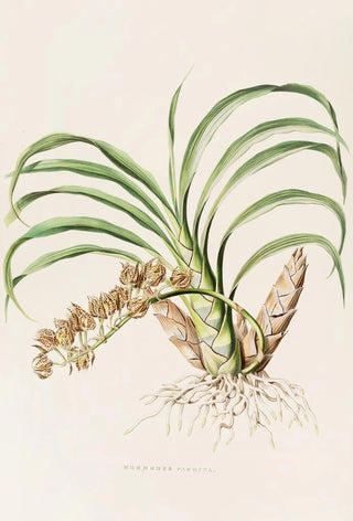 James Bateman - Mormodes Pardina.webp