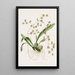 Odontoglossum Hastatum - James Bateman — cuadro enmarcado en la pared